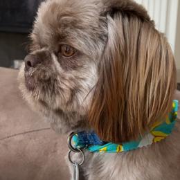 Shih Tzus from I Shih Tzu not Puppies of the Gulf Coast