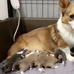 Stella - Pembroke Welsh Corgi