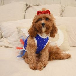 Ginny - Cavapoo