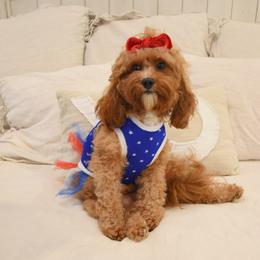 Ginny - Cavapoo