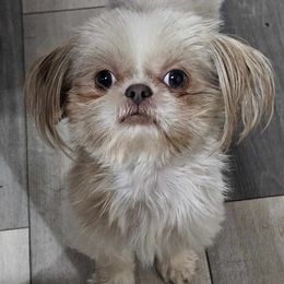 Pickles - Shih Tzu