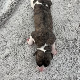 Astra - Fawn brindle female Whippet puppy in Fort Myers, Florida from Rainbow Whippets