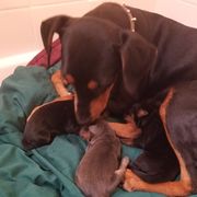 SHADOW - German Pinscher
