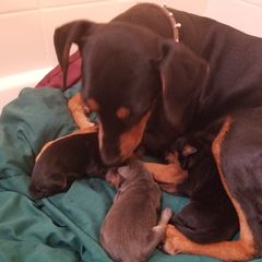 SHADOW - German Pinscher