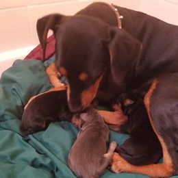 SHADOW - German Pinscher