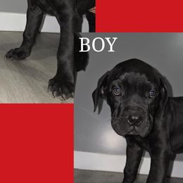 Sticks - Black male Cane Corso puppy in Elyria, Ohio from Ballard Corsos