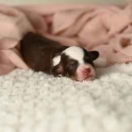 Brave - Red tri-color female Aussiedoodle puppy in Lincoln, California from Frenchie LOVE and Doodles