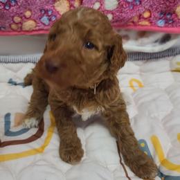 Brown Collar - Red  male Poodle puppy in Colorado Springs, Colorado from Silly's Standard Poodles