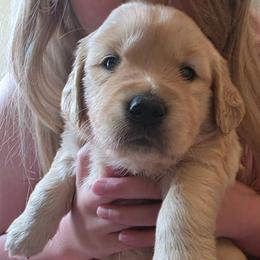 (Princess) Baby girl pink - Dark golden female Golden Retriever puppy in Clarksville, Tennessee from 255 Goldens