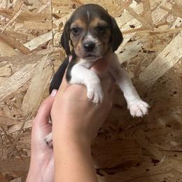 Smoky - Black white and tan male Beagle puppy in St. Cloud, Minnesota from Beagle Blessings