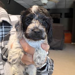 Boy 1 - Black and white male Cockapoo puppy in Joplin, Missouri from Double J Cockapoos