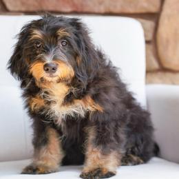 Lydia (socialization program grad) - Tri-color female Bernedoodle puppy in Dundee, Ohio from Down Home Doodle