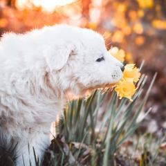 Border Collie and Maremma Sheepdog Puppies from 2J 2K Border Collies & Maremma Sheepdogs