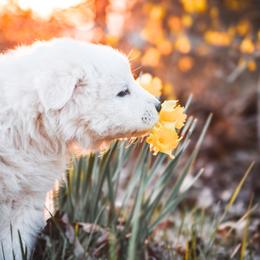 Border Collie and Maremma Sheepdog Puppies from 2J 2K Border Collies & Maremma Sheepdogs