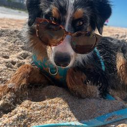 Australian Shepherd All Grown Up from Muckalee Lane Aussies