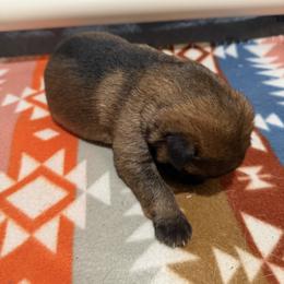German Shepherd Puppies from Smithcoshepherds