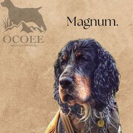 Magnum - English Springer Spaniel