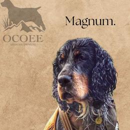 Magnum - English Springer Spaniel