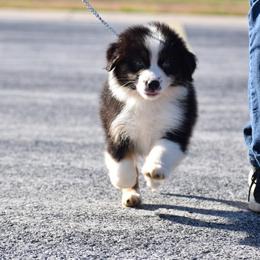 Australian Shepherds from Goldline Australian Shepherds