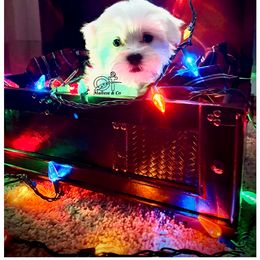 Maltese Puppies from OT Maltese & Co