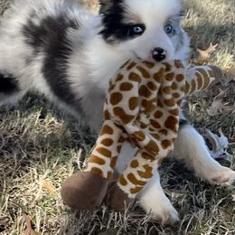 Miniature American Shepherd Puppies from Rikashay Kennels