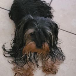 Lucy - Yorkshire Terrier