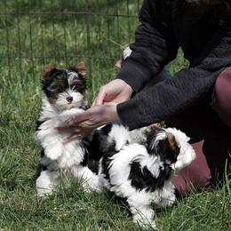 Biewer Terrier Puppies from My Beautiful Tribe