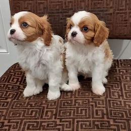 Cavalier King Charles Spaniel Puppies from Brookstone Farm