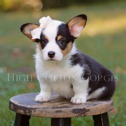 Belladonna (Bella) - Black and tan female Pembroke Welsh Corgi puppy in Benton, Arkansas from High Cotton Corgis