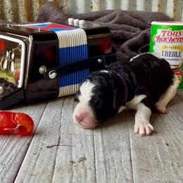 Jambalaya - Purple Collar - Black and white female Bernedoodle puppy in Carencro, Louisiana from Southern Bayou Poodles and Doodles