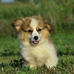 Calm and Low Energy Fluffy Male 2 - Sable male Pembroke Welsh Corgi puppy in Kansas City, Missouri from Willow Creek Corgis