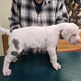 Android - Harlequin male Great Dane puppy in Cheyenne, Wyoming from Viking Kennel
