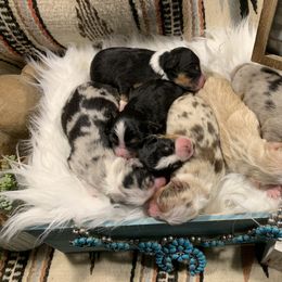 Australian Shepherd and Boxer Puppies from Flying T Ranch