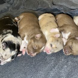 Pomskies from Luxury Pomsky