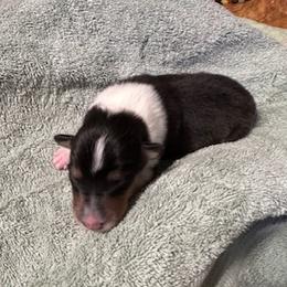 Boy 2 - male Scottish Collie puppy in Newcastle, Wyoming from Sundance Scottish-Colleys