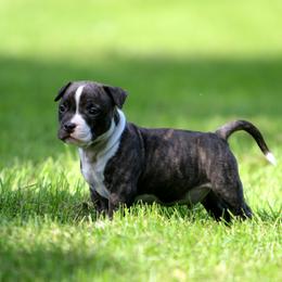 Boy 1 - Black brindle male American Staffordshire Terrier puppy in Kewaskum, Wisconsin from Heritage AmStaffs