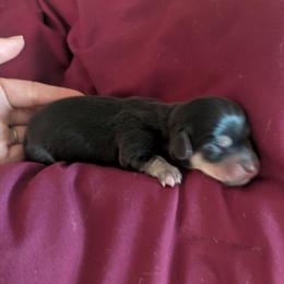 1 white toes - Black and cream male Dachshund puppy in Central Point, Oregon from MRS Long Dog Ranch