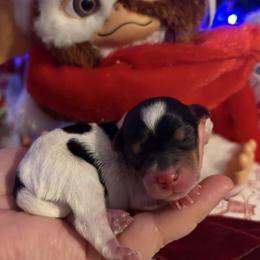 Gizmo - Parti male Yorkshire Terrier puppy in Illinois from Pretty Little Yorkies