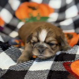 Billy - Brindle and white male Shih Tzu puppy in Paintsville, Kentucky from Molly B's ShihTzus