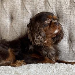 Milo - Cavalier King Charles Spaniel