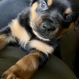 Rottweiler Puppies from Alpha Co. Rottweilers