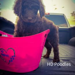 Poodle All Grown Up from HD Poodles