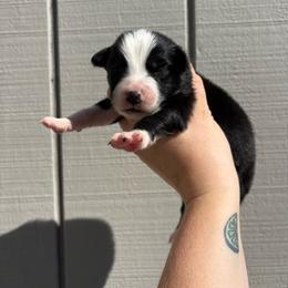 Girl 4 - Black & white female Australian Shepherd puppy in Martville, New York from Jasmin's Australian Shepherds