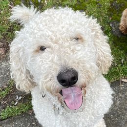 Blaze - Goldendoodle