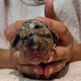 Rosemary - Blue merle female Catahoula Leopard Dog puppy in Danielsville, Georgia from Sheepcote Farm Catahoula’s