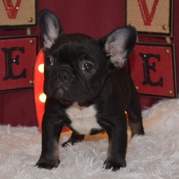 French Bulldogs from Big Creek Kennels