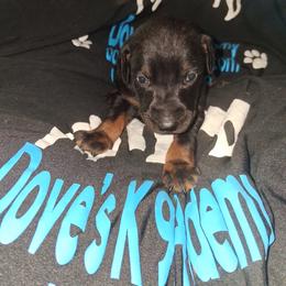 Girl 4 - Black and rust female Doberman Pinscher puppy in Concord, North Carolina from Dove's K9 Academy