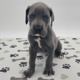Bodhi - Blue male Great Dane puppy in Kannapolis, North Carolina from Carolina Great Danes & Toy Poodles
