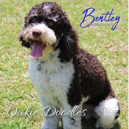 Bentley - Bernedoodle