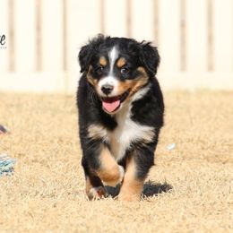 Australian Shepherd Puppies from Painted Blue Aussies